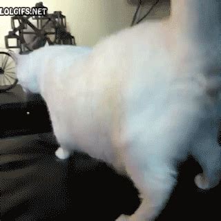 cat twerk gif